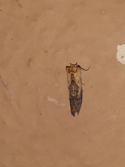 Lepidoptera