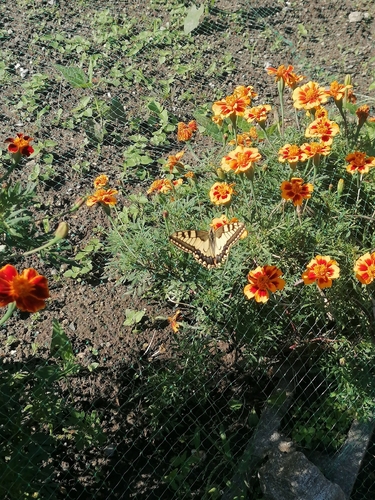 Old World Swallowtail