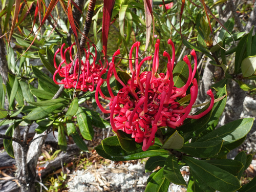 Telopea truncata, photograph 1