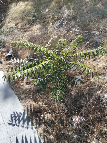 tree-of-heaven