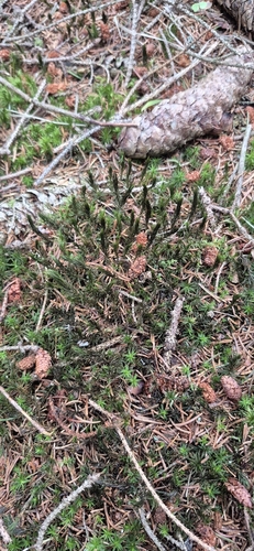 Bank Haircap Moss