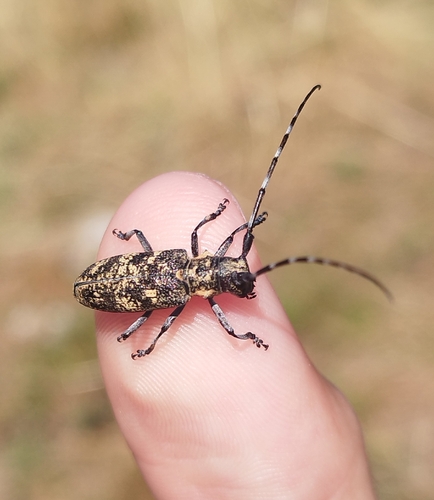 Black Pine Sawyer Beetle