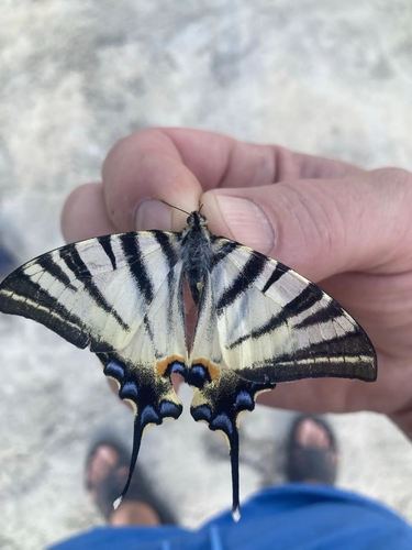 Scarce Swallowtail