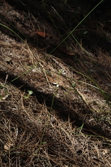 Eriochilus dilatatus