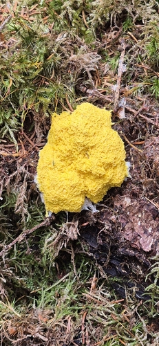 Dog Vomit Slime Mold