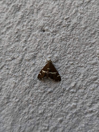 Hawaiian Beet Webworm Moth