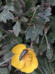 Malachius bipustulatus