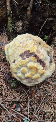 European Dyer's Polypore