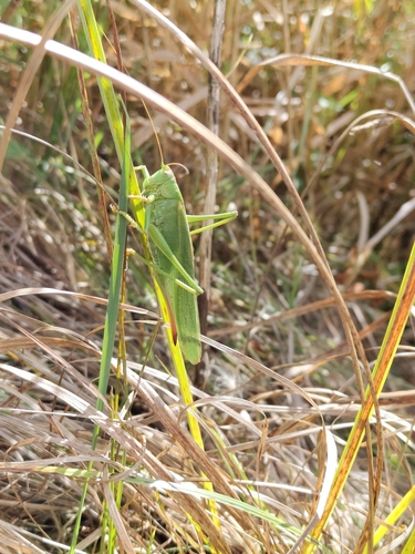 Great Green Bush-cricket