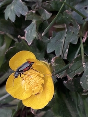 Malachius bipustulatus