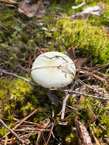 False Death-cap