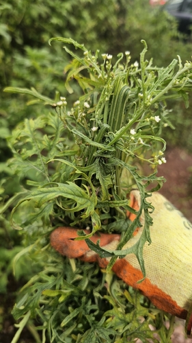 Santa Maria feverfew