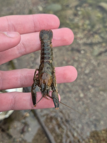 Spinycheek Crayfish