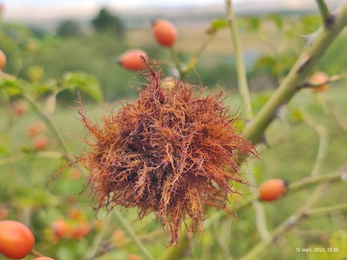 Mossy Rose Gall Wasp