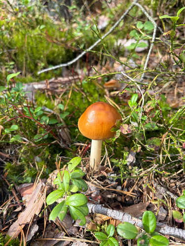 Tawny Grisette