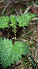 Urtica taiwaniana