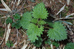 Urtica taiwaniana