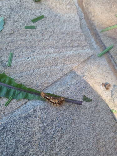 Knot Grass Moth