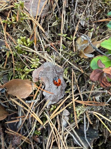 Seven-spotted Lady Beetle