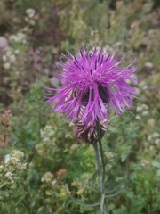 Centaurea scabiosa scabiosa