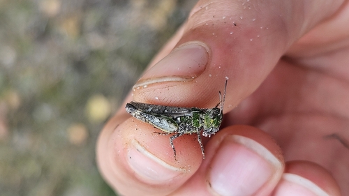 Mottled Grasshopper