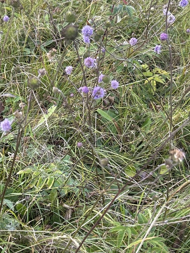 Devil's-bit Scabious