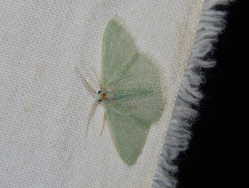 Whiterim Chlorissa
