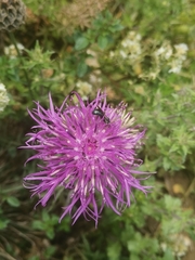 Centaurea scabiosa scabiosa