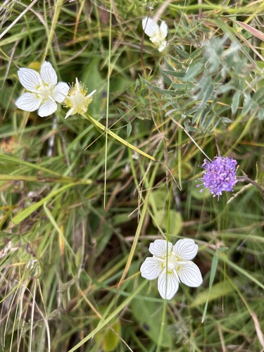 marsh grass-of-Parnassus