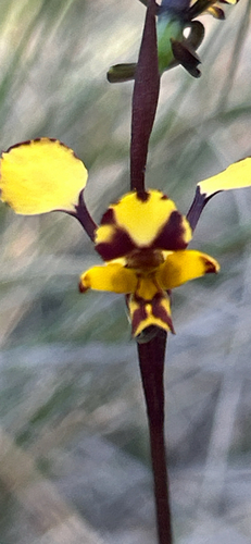 Leopard Orchid