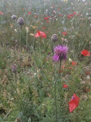 Centaurea scabiosa scabiosa