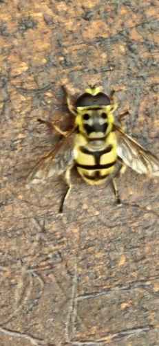 Yellow-haired Sun Fly