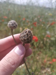 Centaurea scabiosa scabiosa