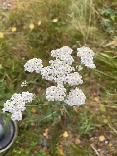 common yarrow