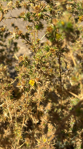 Centromadia pungens observed 2026-09-11