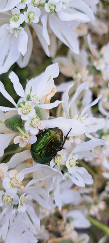 European Rose Chafer