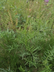 Centaurea scabiosa scabiosa
