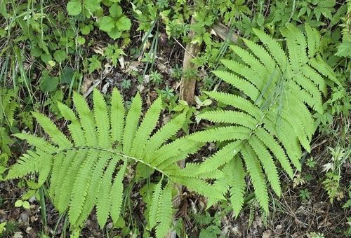 Pentarhizidium orientale observed 2026-09-12
