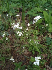 Arabidopsis arenosa