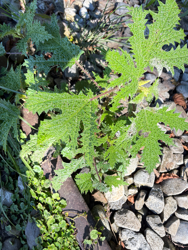 Girardinia diversifolia, photograph 1