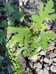Girardinia diversifolia, photograph (c) 張家瑜, some rights reserved (CC BY)