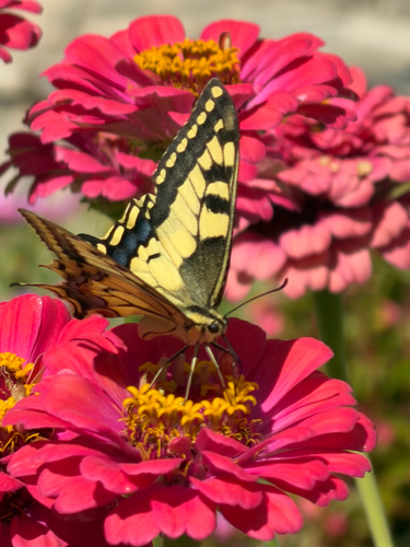 Old World Swallowtail
