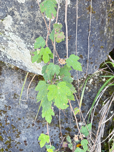 Rubus formosensis, photograph 1