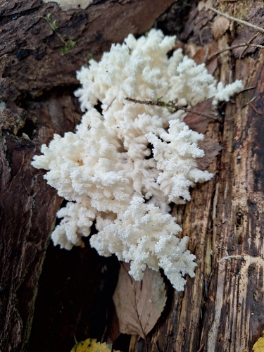 Coral tooth fungus