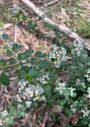Spyridium parvifolium, photograph 6