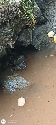 European Crayfish