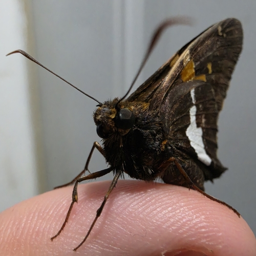 Silver-spotted Skipper