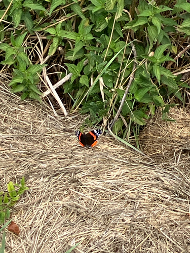 Red Admiral