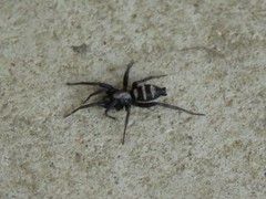 Sernokorba pallidipatellis