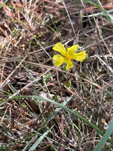 Helianthemum nummularium, photograph 4